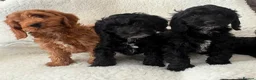 Cockapoo dogs for sale: Cockapoo puppies  - Advert 1