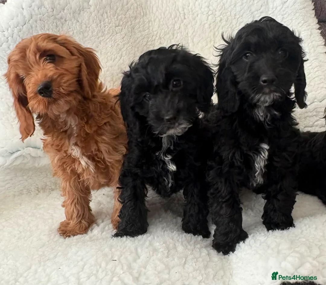 Cockapoo dogs for sale: Cockapoo puppies  - Advert 1