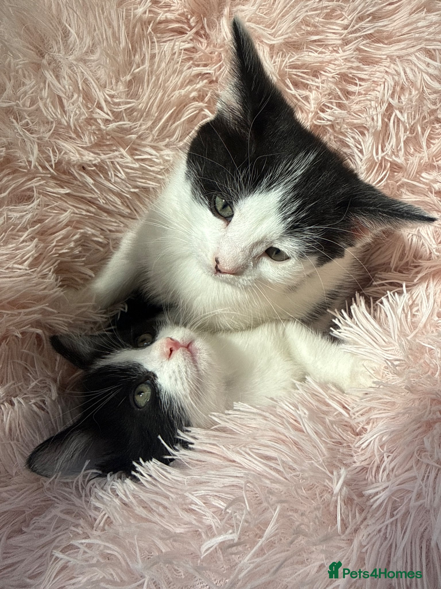Mixed Breed cats Tuxedo - great mixed breed kittens - Advert 6