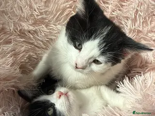 Mixed Breed cats Tuxedo - great mixed breed kittens - Advert 6