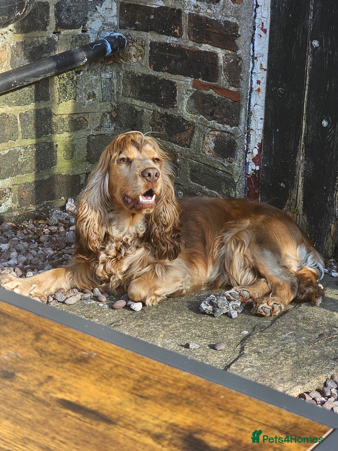 Cocker Spaniel dogs for sale: 1 year old cocker spaniel PLEASE READ! - Image 10