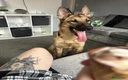 German Shepherd dogs for sale: German shepherd 12 months old  - Image 1