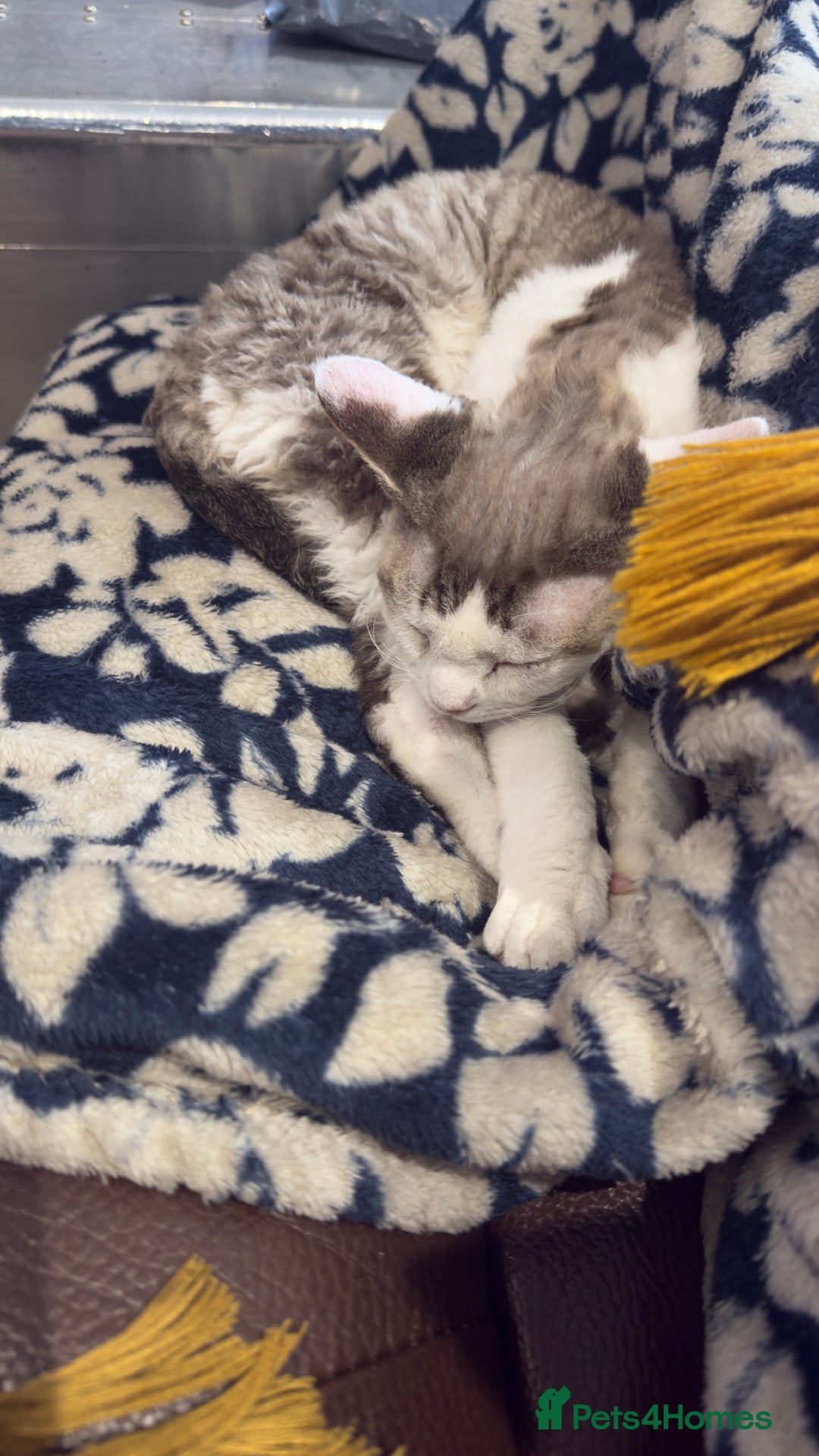 Devon Rex cats for sale: Fantastic quality GCCF boy  - Image 13