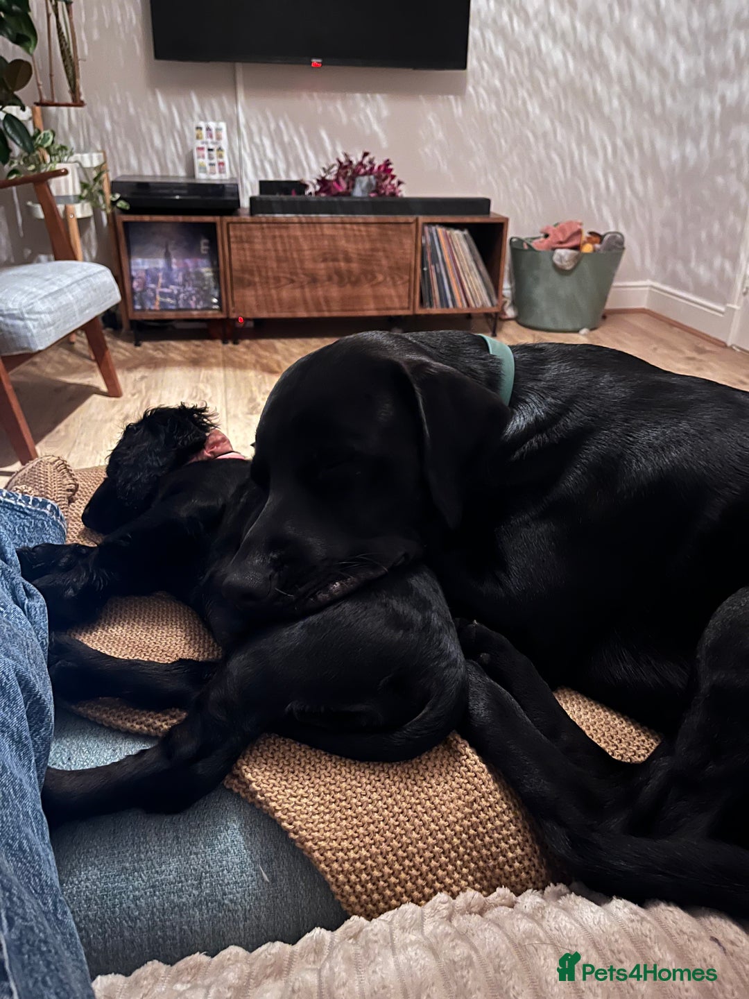 Cocker Spaniel dogs for sale: Shy girl needs quieter home - Advert 6