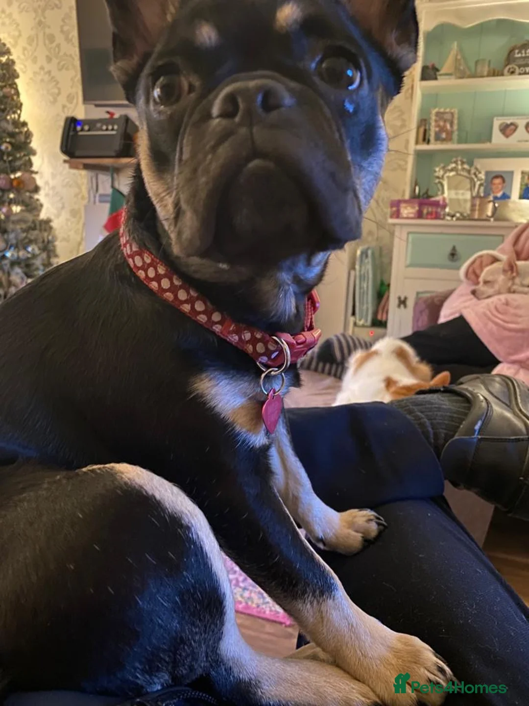 Frug dogs for sale: Female Frug - Advert 2