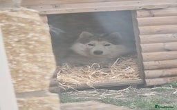 Utonagan dogs for sale: Wolf- Malamute/Husky For Sale - Image 3