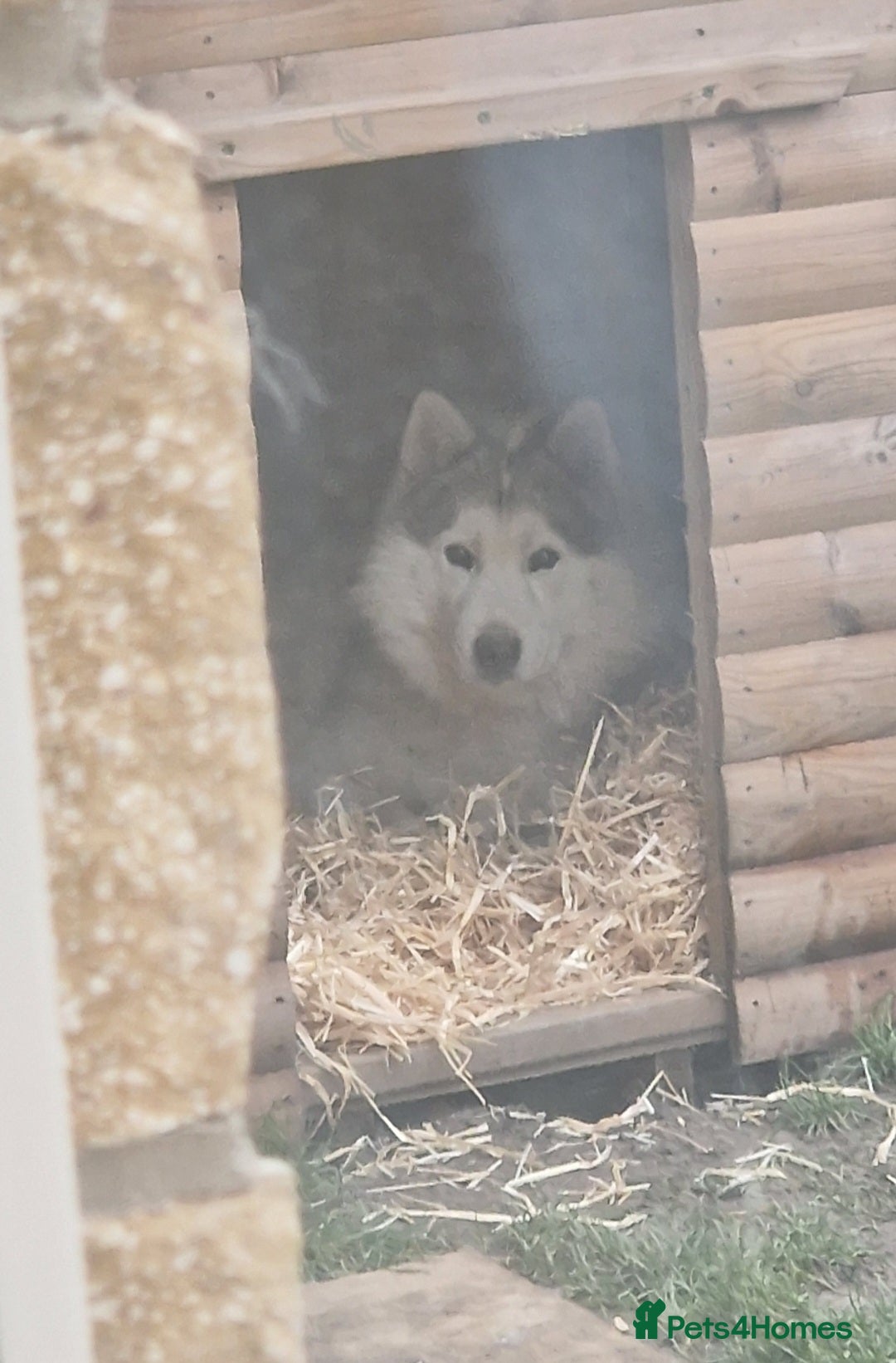 Utonagan dogs for sale: Wolf- Malamute/Husky For Sale - Image 3
