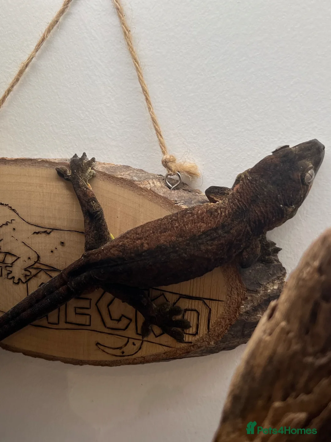 Gecko reptiles for sale: CB22 Pine Island Chahoua Gecko - Advert 6