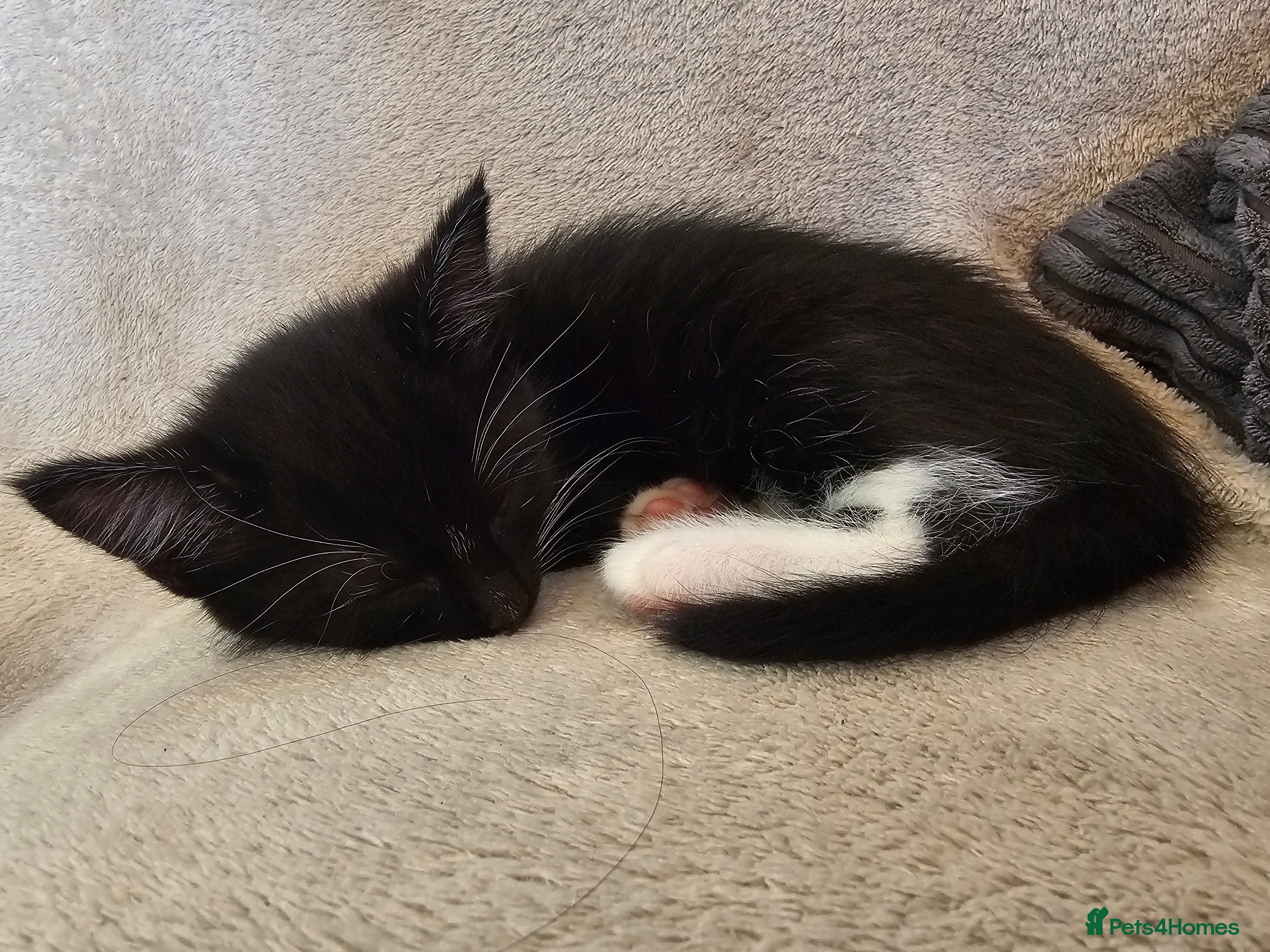 Mixed Breed cats Adorable Black & White (Tuxedo) Kittens  - Advert 10