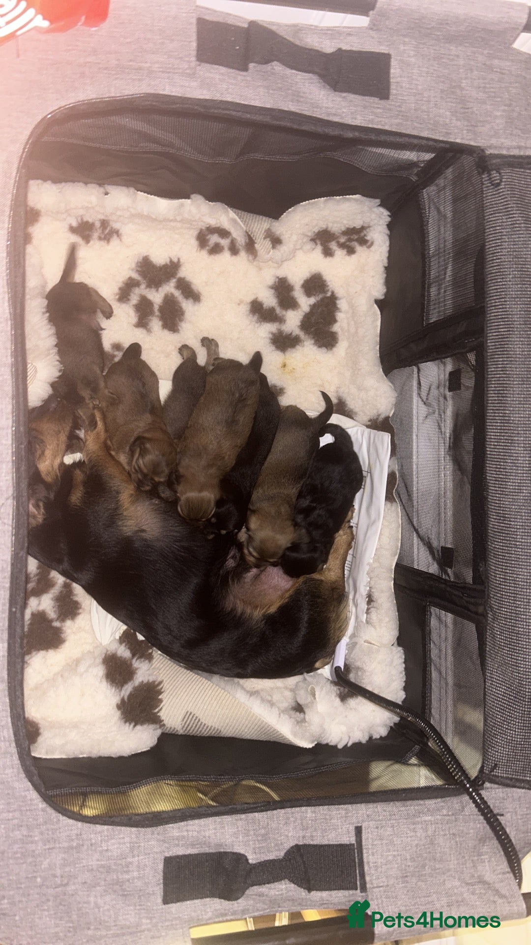 Mixed Breed dogs for sale: Beautiful Chihuahua x Dachshund x Shih Tzu Puppies - Advert 1