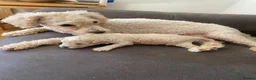 Toy Poodle dogs for sale: KC Toy Poodles gorgeous litter of 4 - Advert 10