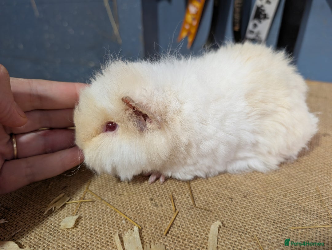 Guinea Pig rodents for sale: Beautiful swiss baby boars  - Advert 2