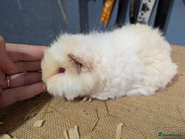 Guinea Pig rodents Beautiful swiss baby boars - Advert 1