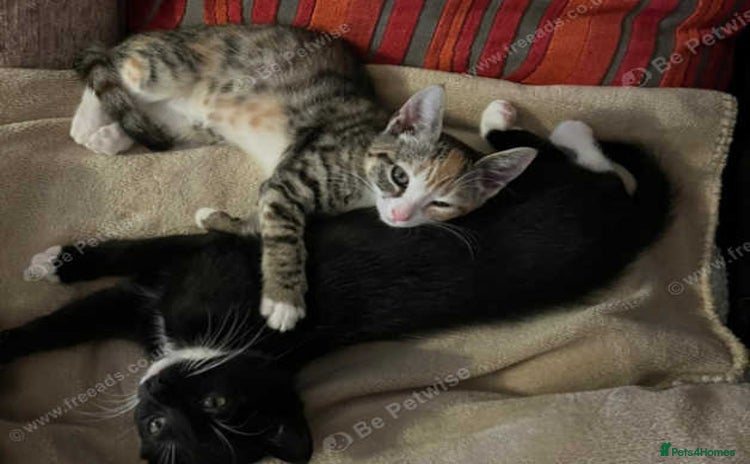 British Shorthair cats - Advert 13