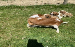 Cavalier King Charles Spaniel dogs for sale: Ready now, cavalier King Charles pups - Image 3