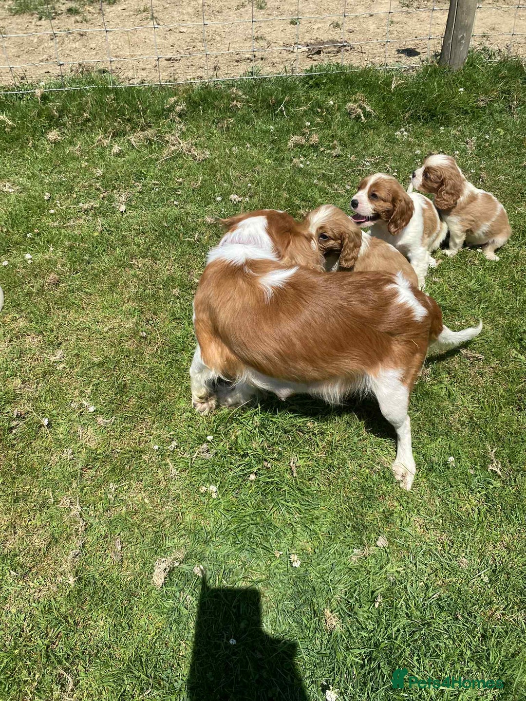 Cavalier King Charles Spaniel dogs for sale: Ready now, cavalier King Charles pups - Image 3