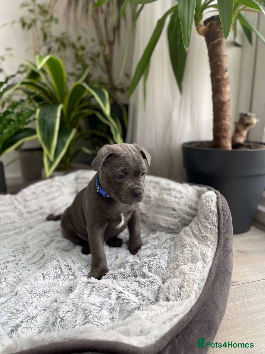 Staffordshire Bull Terrier dogs for sale: 🔷 Pharaon Champion Line Pups 🔷 in Wolverhampton - Image 25