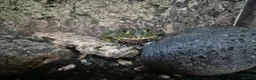 Frog reptiles for sale: 2 African Bullfrogs + 3ft Glass Vivarium + Thermo - Advert 3