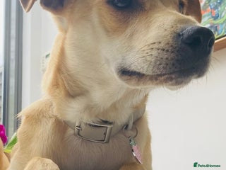 Mixed Breed dogs for sale - Advert 1