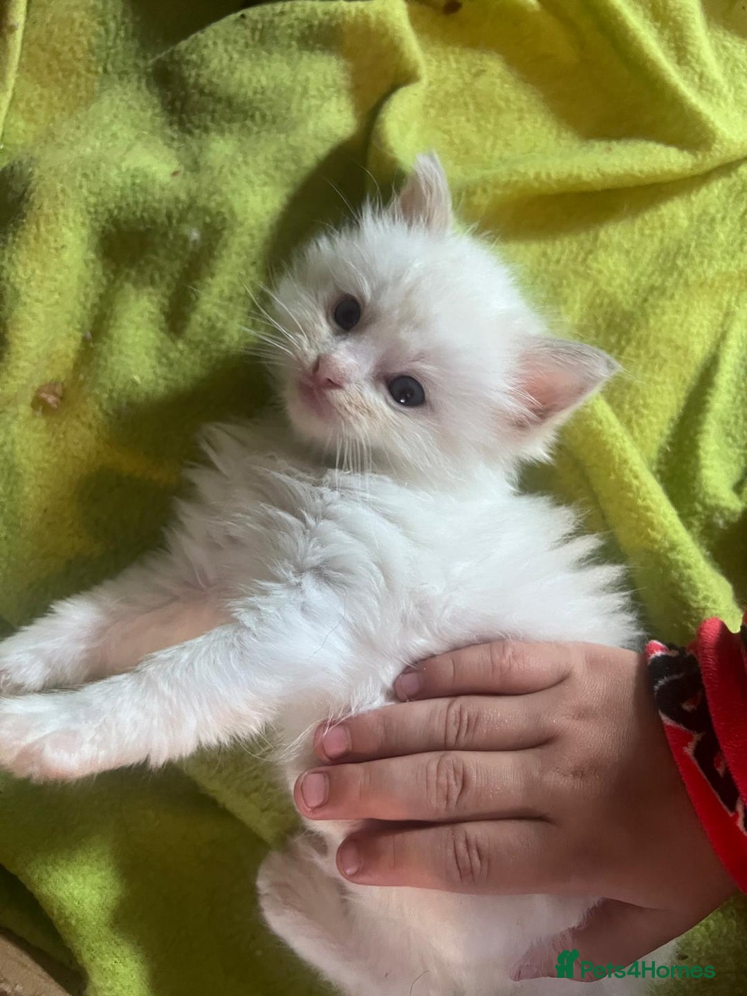 Ragdoll cats for sale: 7 stunning Ragdoll kittens for sale - Image 10