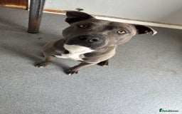 Staffordshire Bull Terrier dogs for sale: NO OTHER PETS!! - Image 3