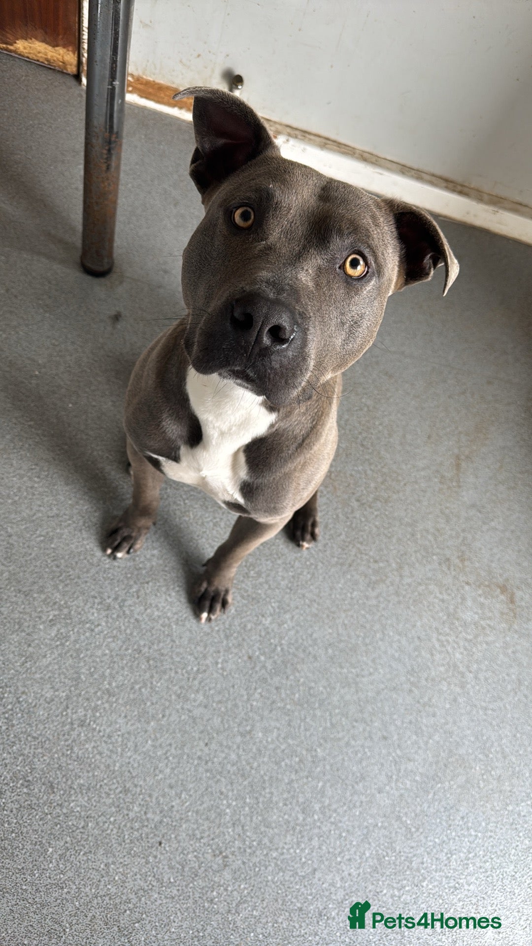 Staffordshire Bull Terrier dogs for sale: NO OTHER PETS!! - Image 3