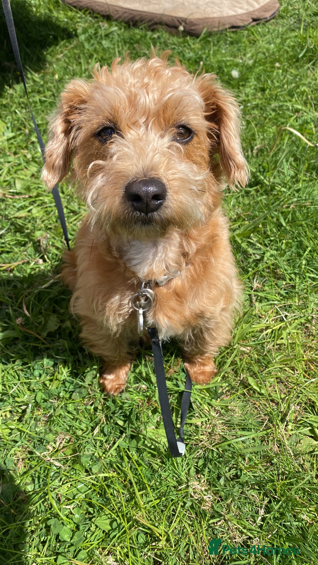 Jackapoo dogs for sale: Gorgeous little Jackapoo pup for sale  - Advert 2