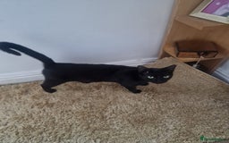 Mixed Breed cats for sale: Female friendly cat looking for new home - Image 3