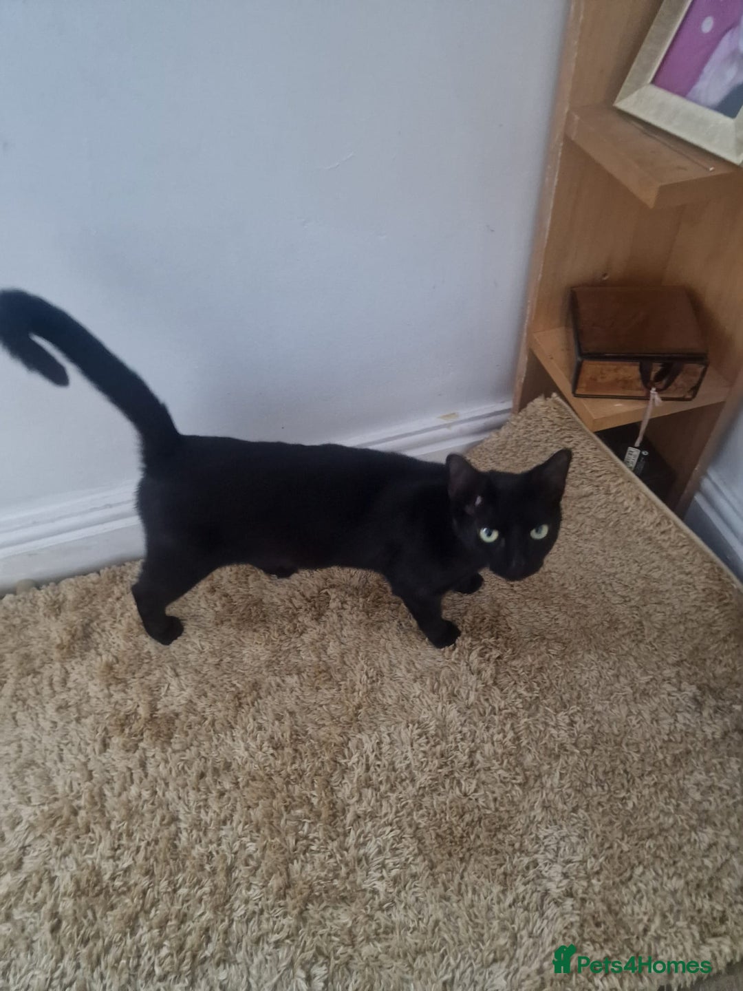 Mixed Breed cats for sale: Female friendly cat looking for new home - Image 3