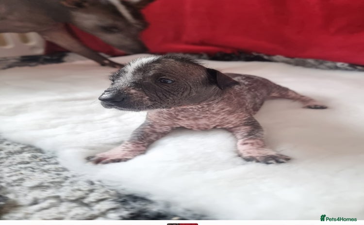 Mexican Hairless dogs - Advert 3