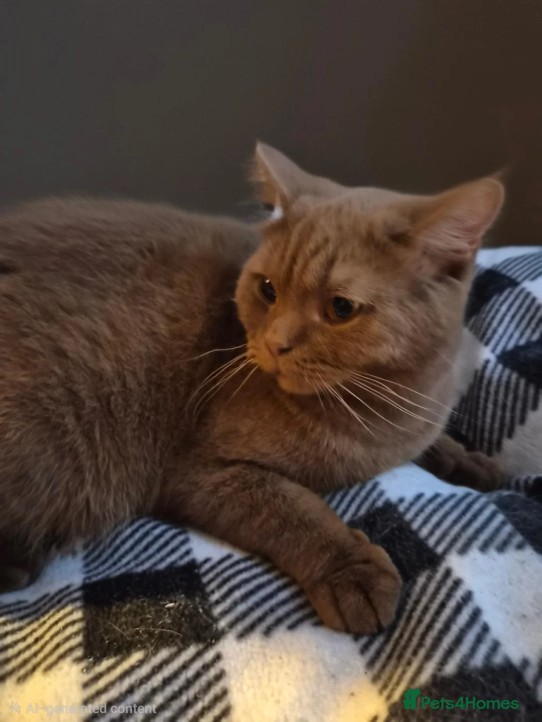 British Shorthair cats for sale: 🤎 Stunning Cinnamon British Shorthair Female 🤎 in Birmingham - Advert 4