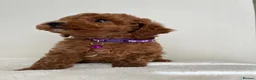 Toy Poodle dogs for sale: Beautiful Toy Poodle Puppies in Sevenoaks - Advert 10