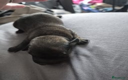 Mixed Breed dogs for sale: miniature dachshunds  - Image 3