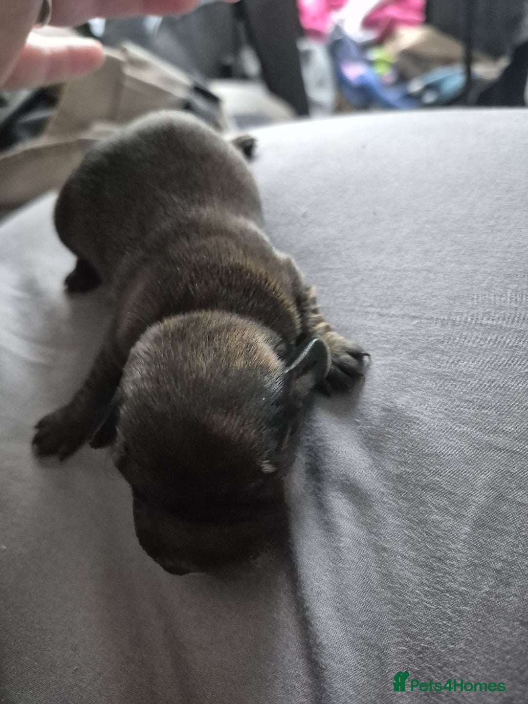 Mixed Breed dogs for sale: miniature dachshunds  - Image 3
