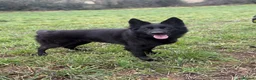 German Shepherd dogs for sale: Meet chilli  - Advert 2
