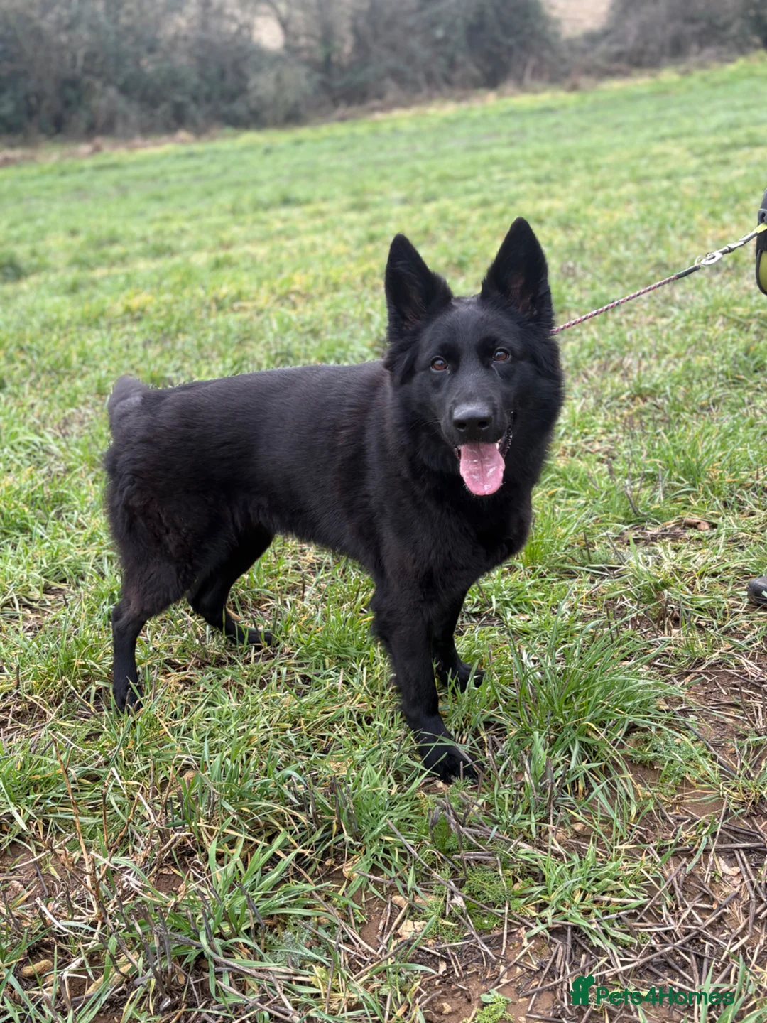 German Shepherd dogs for sale: Meet chilli  - Advert 2