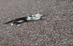 Mixed Breed cats for sale: Farm cat - Image 3