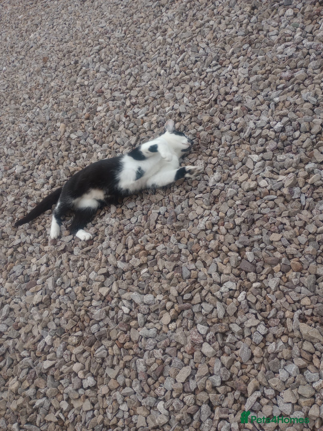 Mixed Breed cats for sale: Farm cat - Image 3