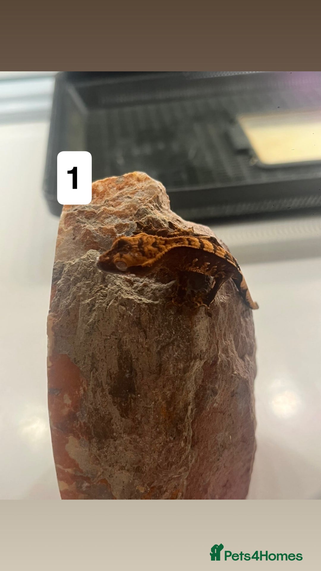 Gecko reptiles for sale: Crested gecko babies  - Advert 3