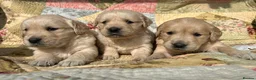 Golden Retriever dogs for sale: Golden Retriever Puppies Ready 13 April in Llandysul - Advert 25