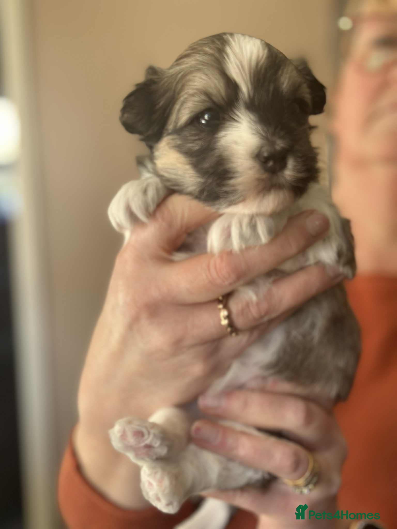 Havanese dogs Stunning House reared pure bred Havanese Babies  - Advert 1