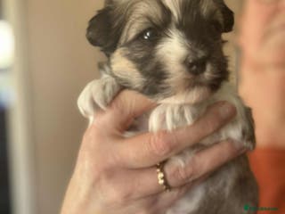 Havanese dogs Stunning House reared pure bred Havanese Babies - Advert 1