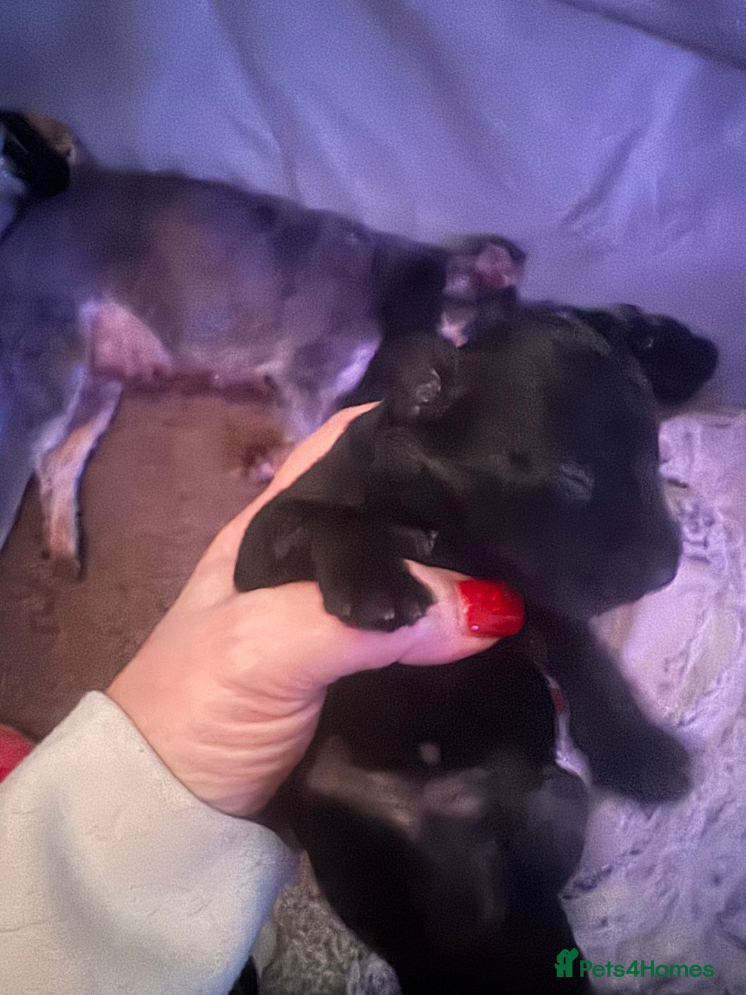 Miniature Schnauzer dogs for sale: Miniature Schnauzer pups for sale - Advert 16