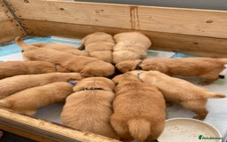 Golden Retriever dogs for sale: 3 beautiful boys awaiting their forever homes 🐶 - Image 33