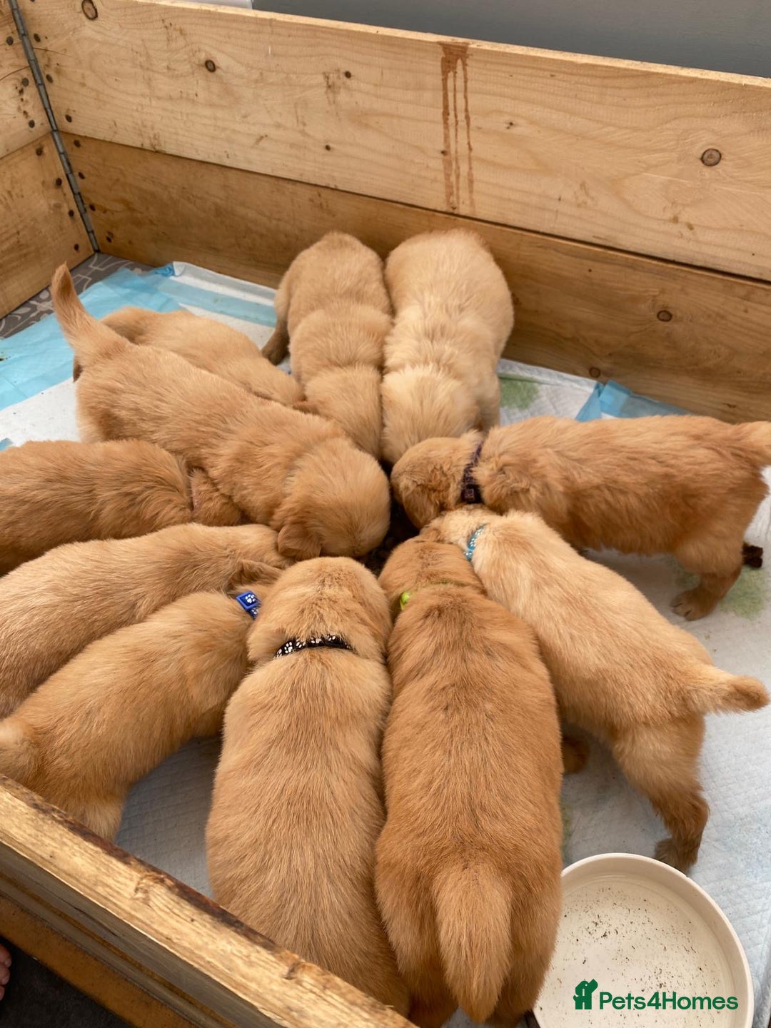 Golden Retriever dogs for sale: 3 beautiful boys awaiting their forever homes 🐶 - Image 33