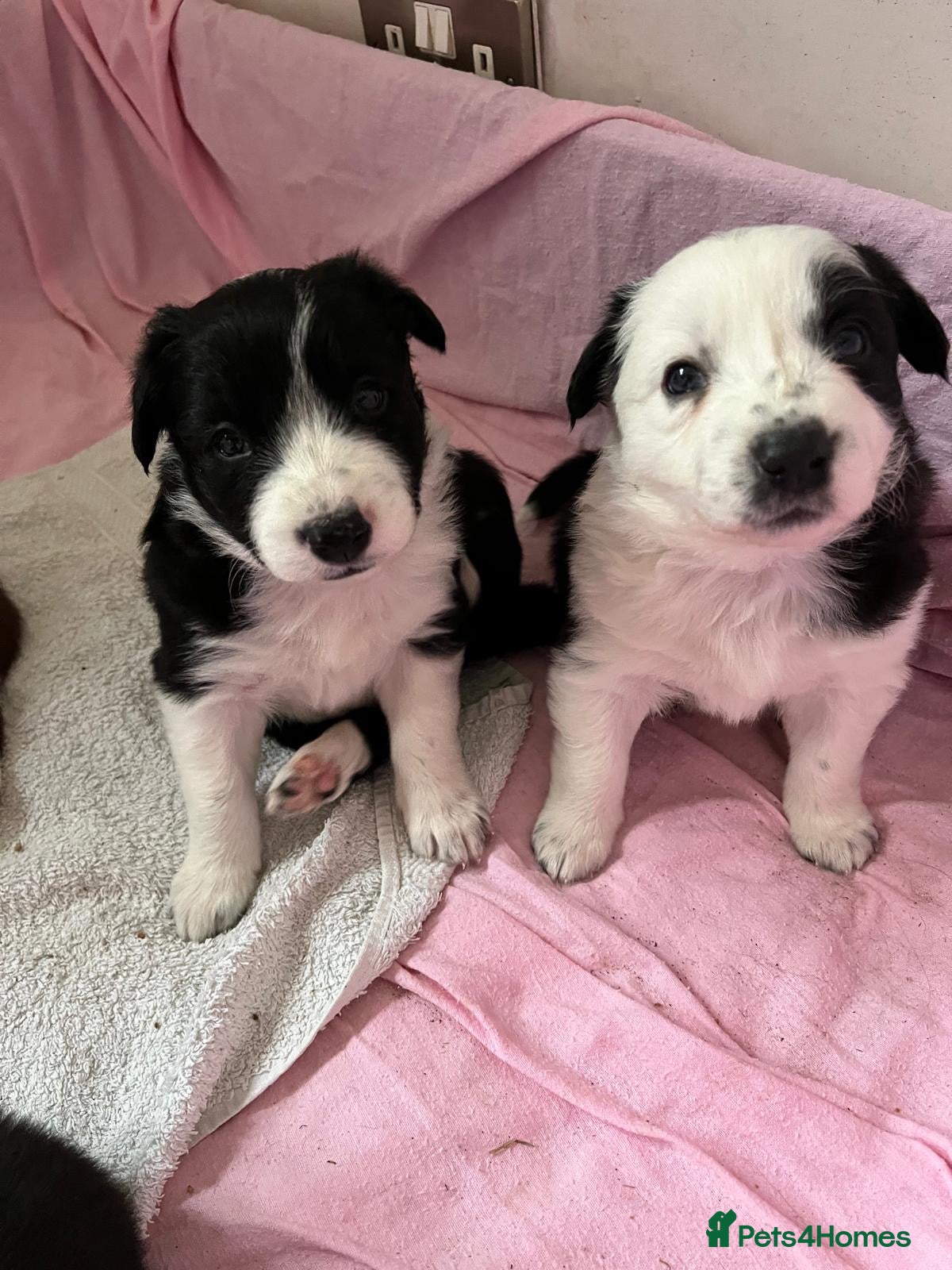 Border Collie dogs Cornmill Farm Border Collies  - Advert 3