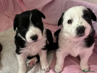 Border Collie dogs Cornmill Farm Border Collies - Advert 3