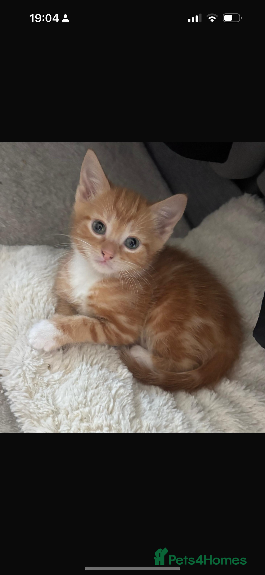 Domestic Shorthair cats for sale: 2 male kittens - Advert 2