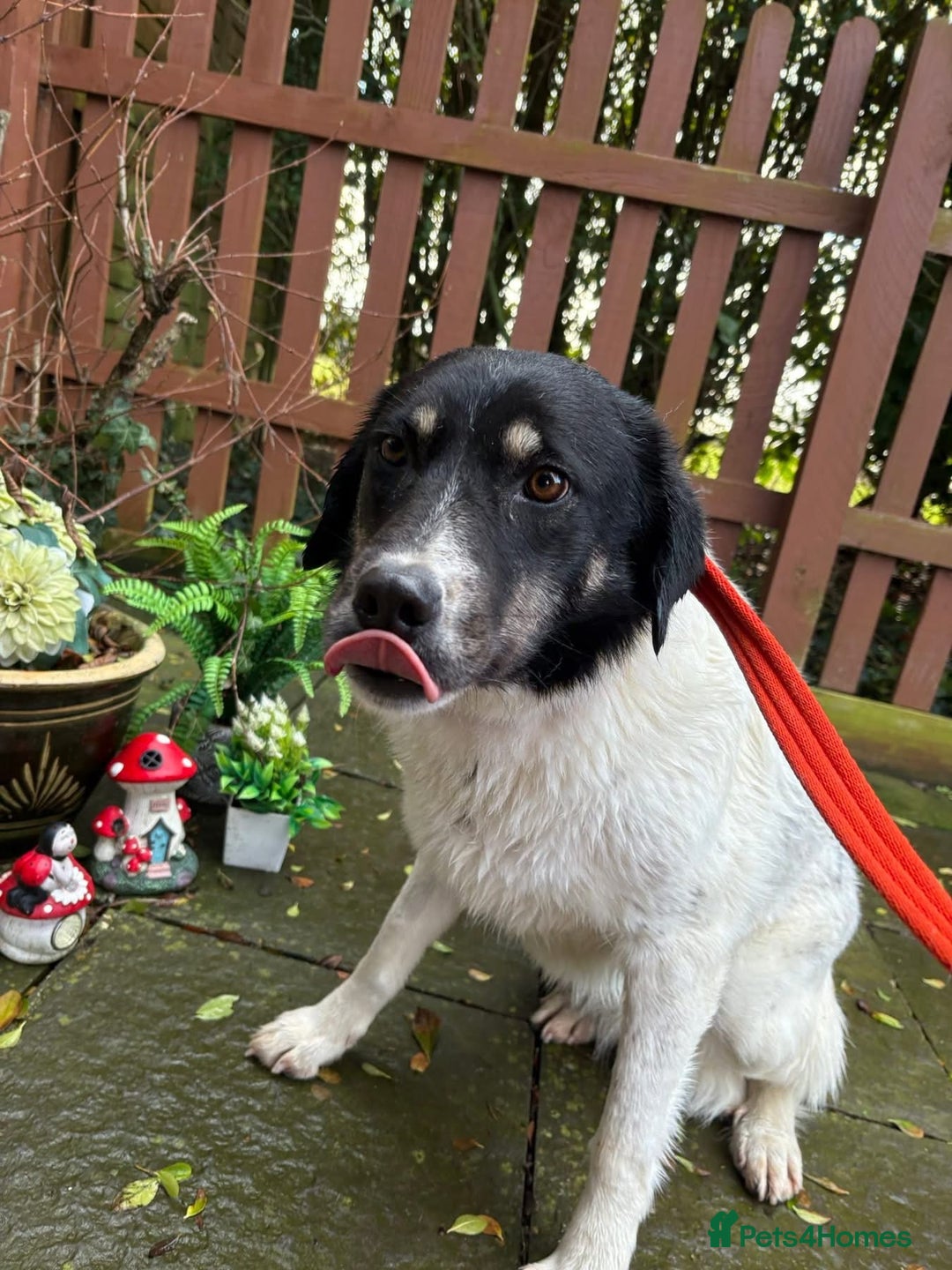 Mixed Breed dogs for adoption: Moira - Norwich Norfolk  - Advert 3