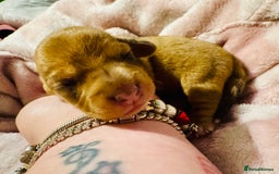 Mixed Breed dogs for sale: Beautiful Dachshunds for sale  - Image 8